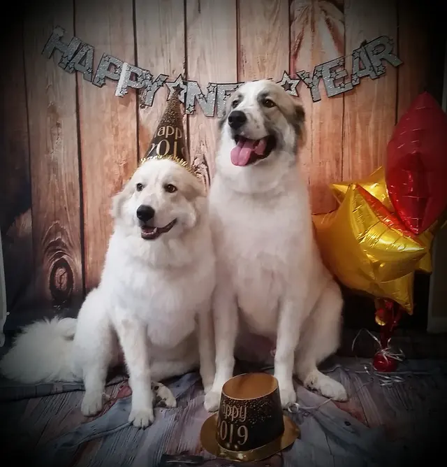 Chisholm Tails Dog Grooming LLC — photo from the business 12