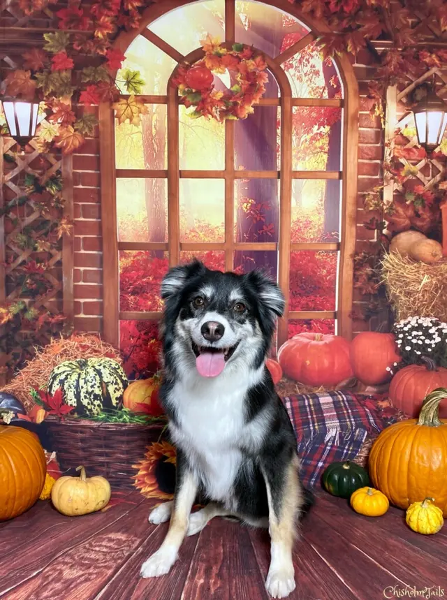Customer photo of work by Chisholm Tails Dog Grooming LLC, from Cody Austin's review