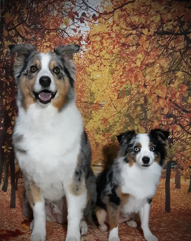 Chisholm Tails Dog Grooming LLC — customer photo 9