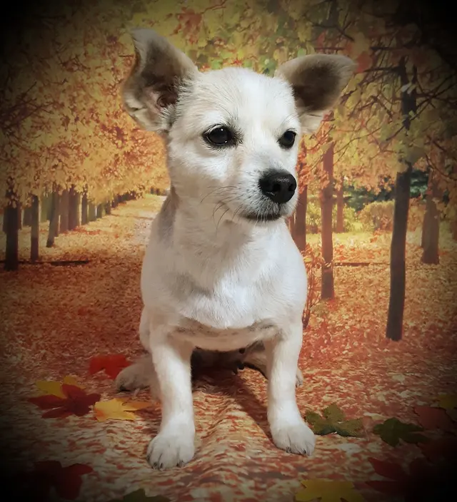 Chisholm Tails Dog Grooming LLC — customer photo 11