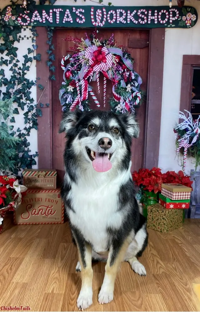 Customer photo of work by Chisholm Tails Dog Grooming LLC, from Cody Austin's review