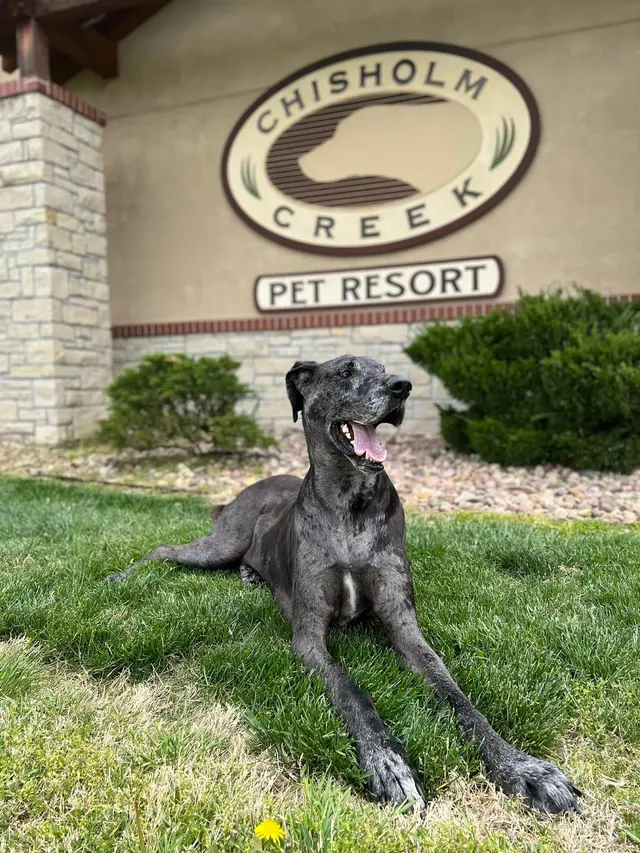 Chisholm Creek Pet Resort — photo from the business 7