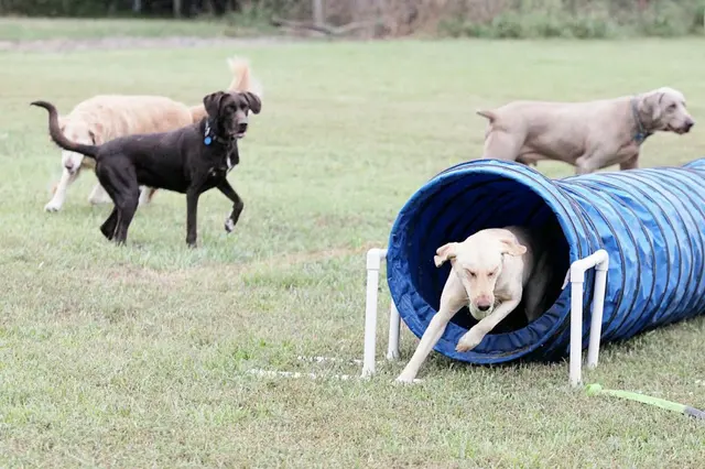 Chisholm Creek Pet Resort — photo from the business 9