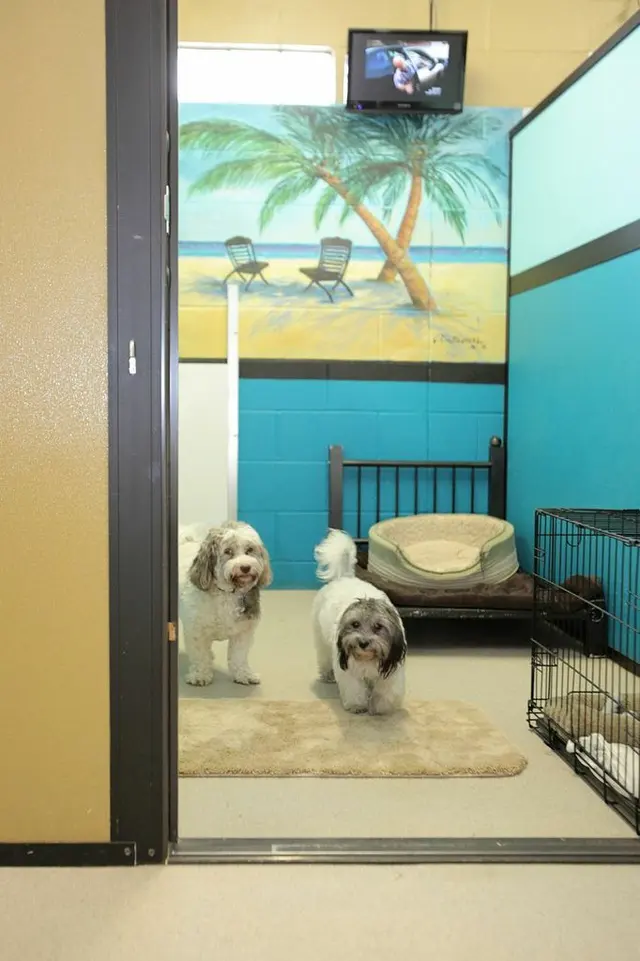 Chisholm Creek Pet Resort — photo from the business 2