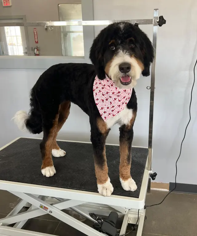 Chisholm Creek Pet Resort — photo from the business 4