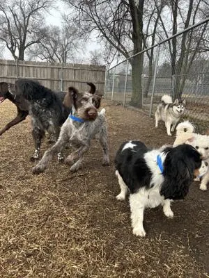 Chisholm Creek Pet Resort — customer photo 3