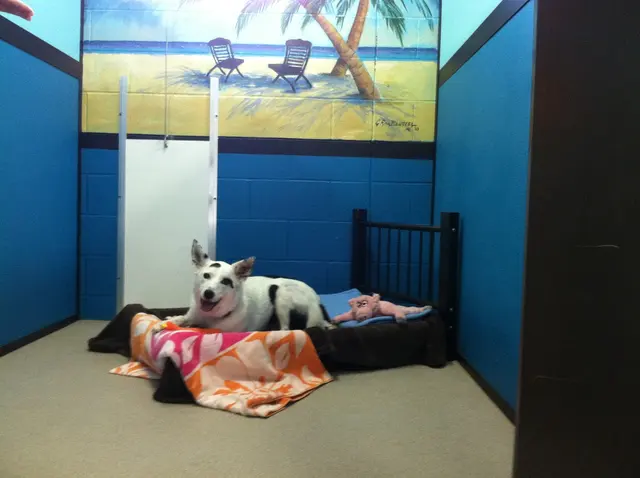 Chisholm Creek Pet Resort — photo from the business 11