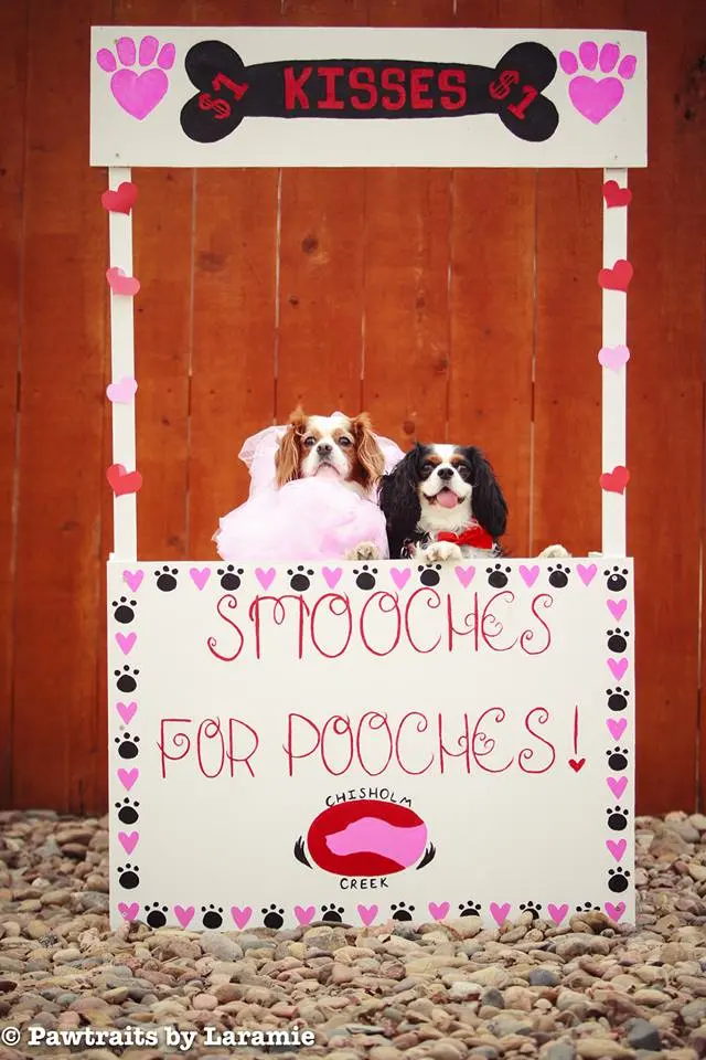 Chisholm Creek Pet Resort — photo from the business 6