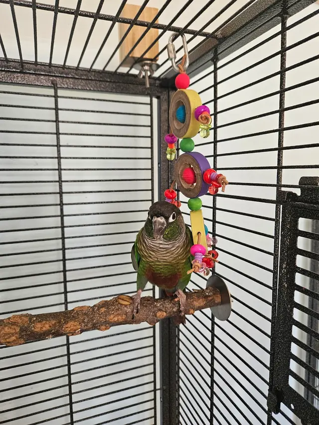 Birds of Paradise — customer photo 5