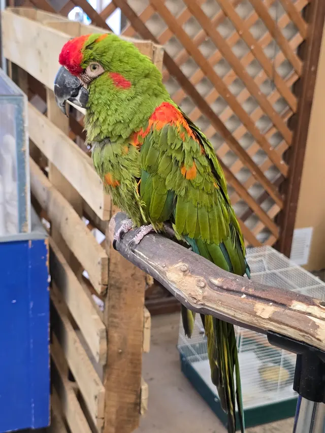 Birds of Paradise — customer photo 3