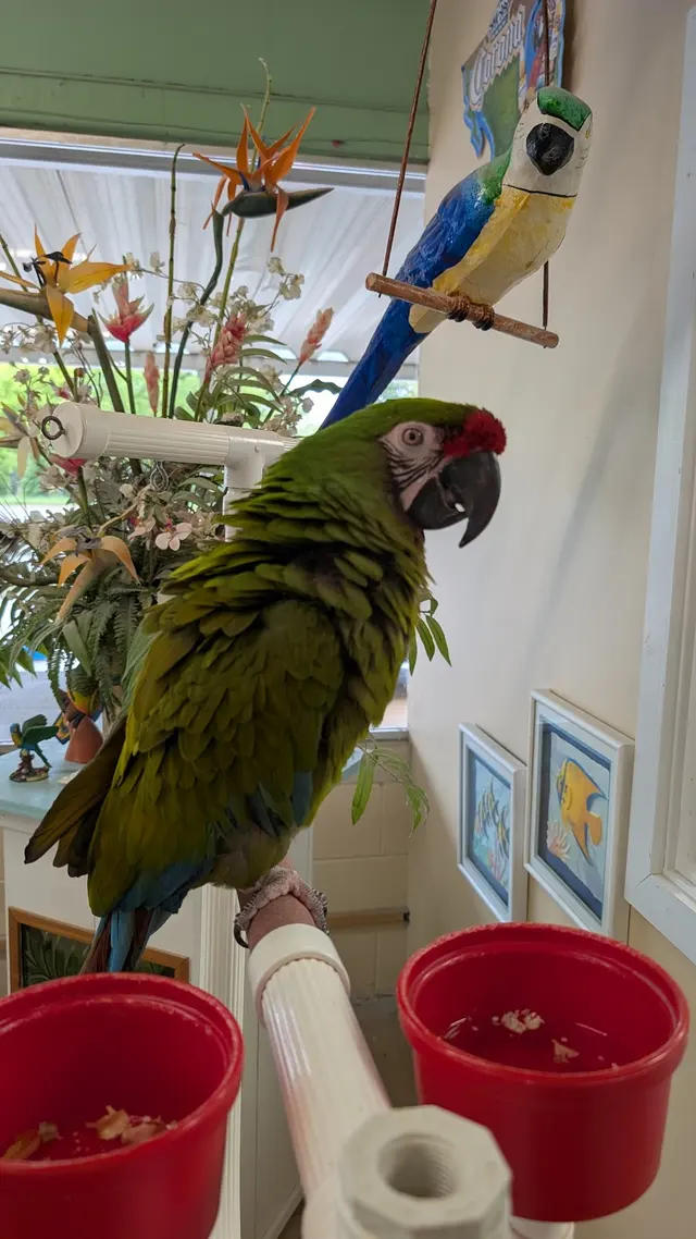 Birds of Paradise — customer photo 7