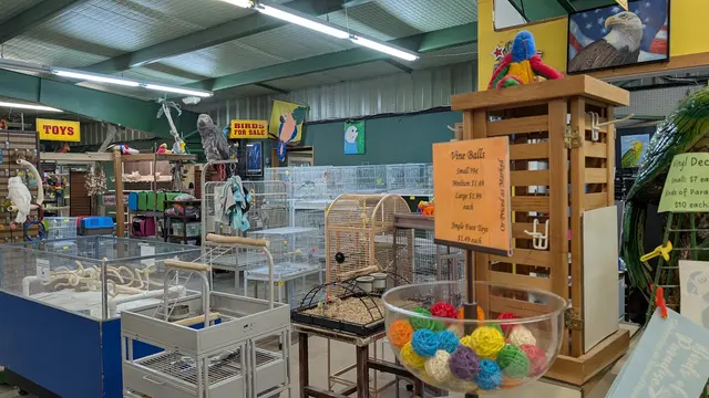Birds of Paradise — customer photo 2