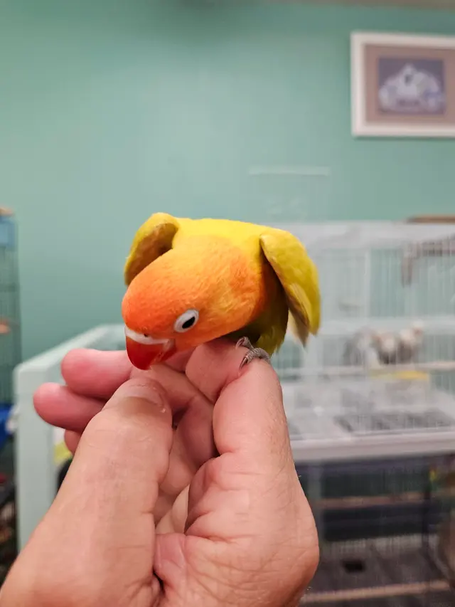 Birds of Paradise — customer photo 8