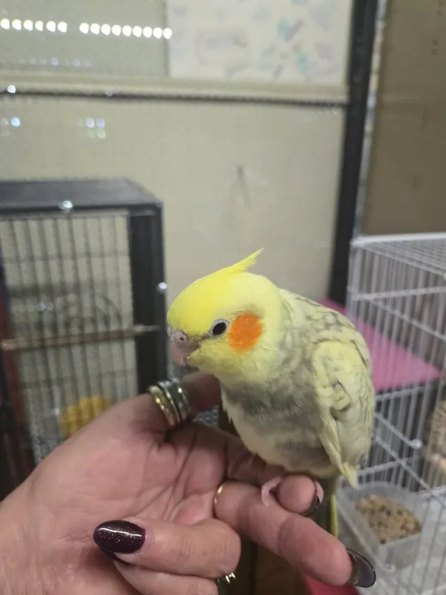 Birds of Paradise — customer photo 4