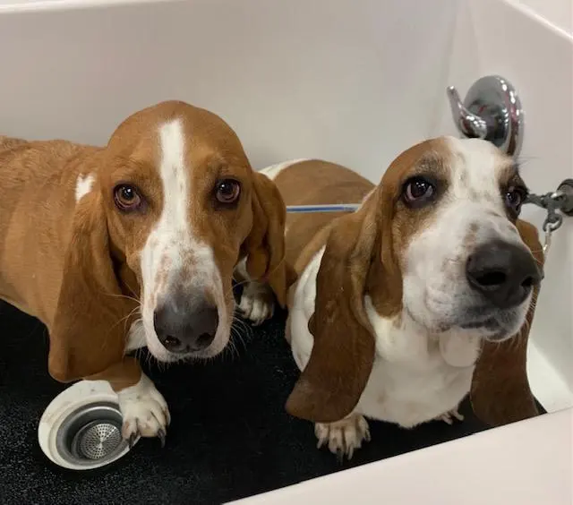 Woof Gang Bakery & Grooming Wichita — photo from the business 9