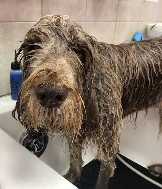 Woof Gang Bakery & Grooming Wichita — photo from the business 10
