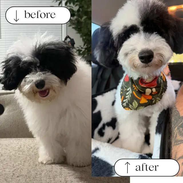 Customer photo of work by Woof Gang Bakery & Grooming Wichita, from Matthew's review