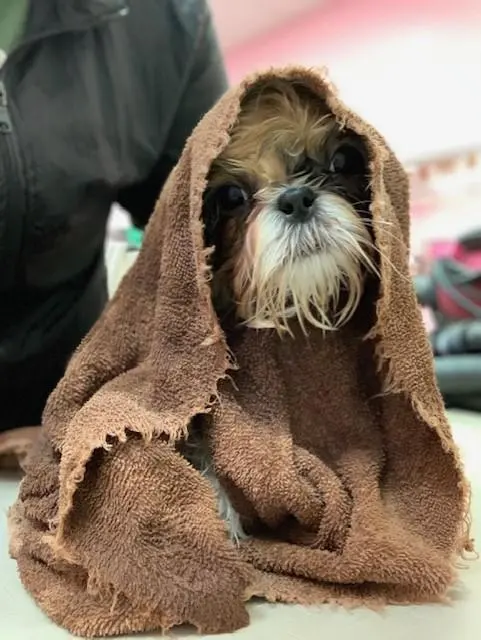 Woof Gang Bakery & Grooming Wichita — photo from the business 6