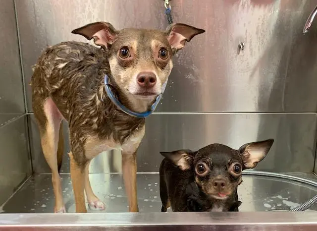 Woof Gang Bakery & Grooming Wichita — photo from the business 3