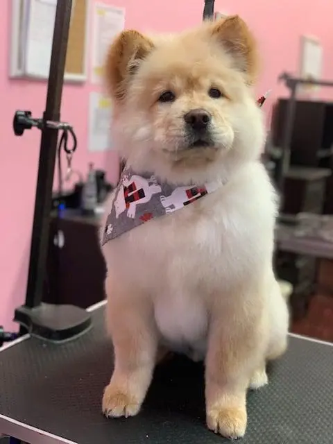 Woof Gang Bakery & Grooming Wichita — photo from the business 8