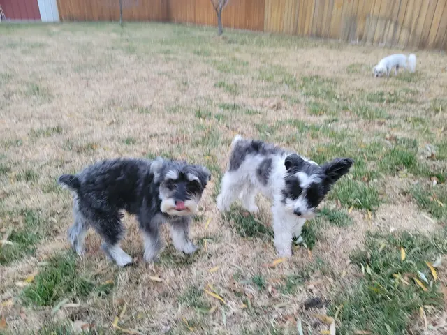 Wag'en Tail Ranch — customer photo 2
