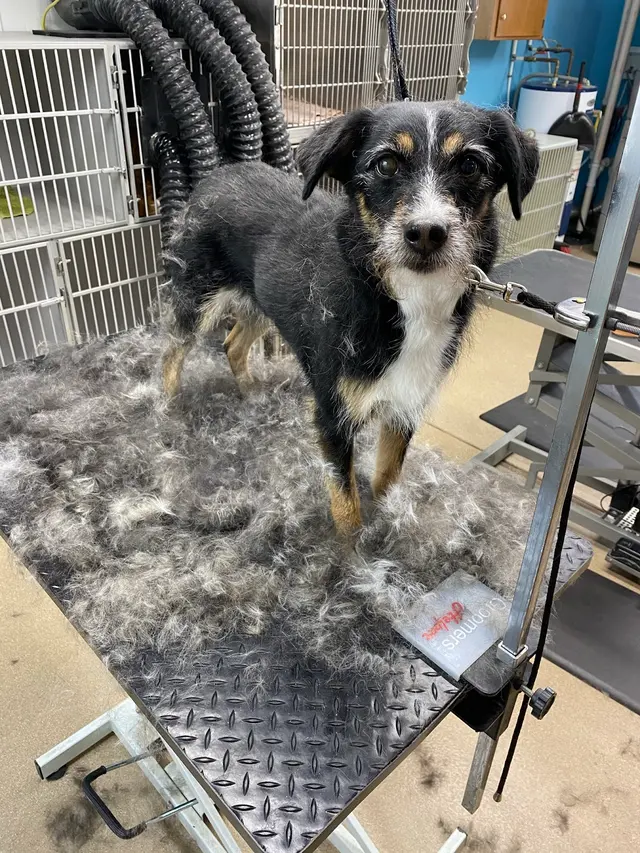 Backroads Grooming — photo from the business 5