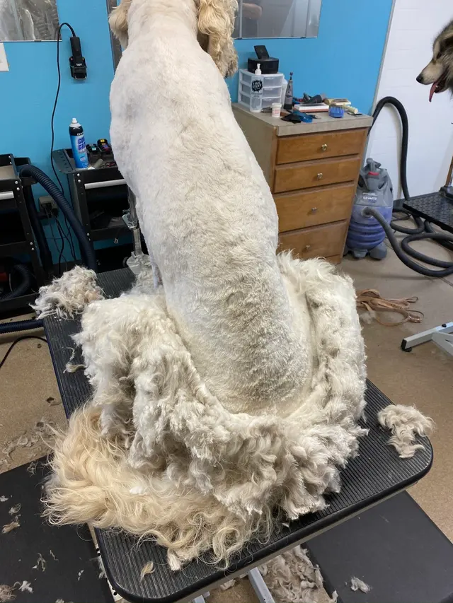 Backroads Grooming — photo from the business 8
