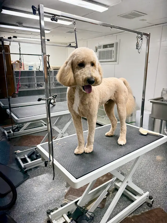 Backroads Grooming — photo from the business 2