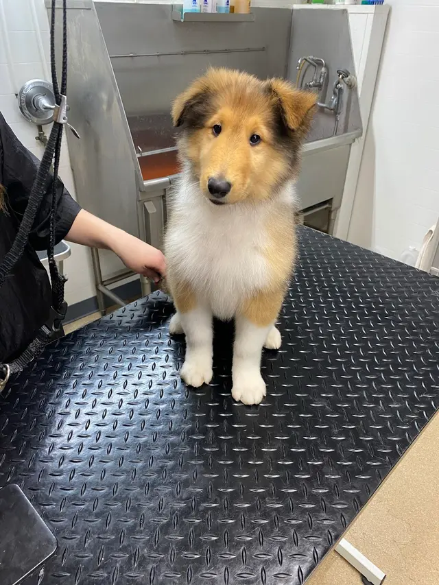 Backroads Grooming — customer photo 11
