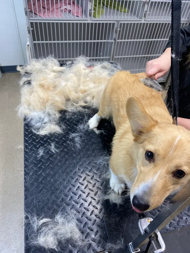 Backroads Grooming — photo from the business 9
