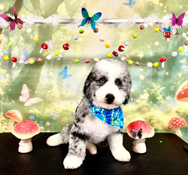 Customer photo of work by ADTC Grooming Salon, from Teressa Sliger's review
