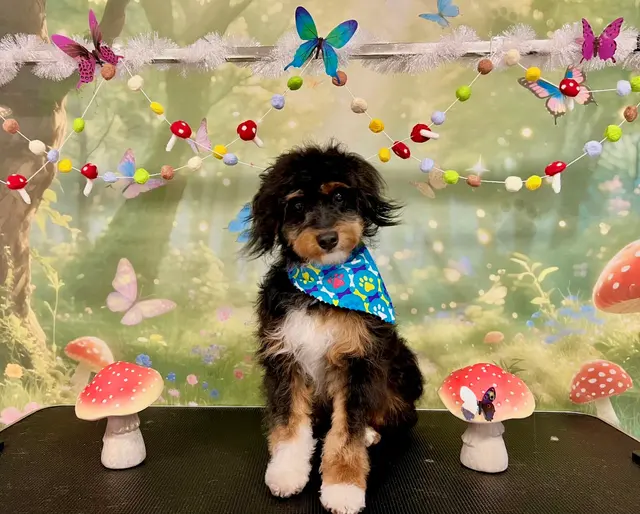 ADTC Grooming Salon — customer photo 12