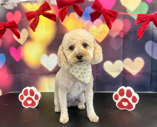 ADTC Grooming Salon — photo from the business 6
