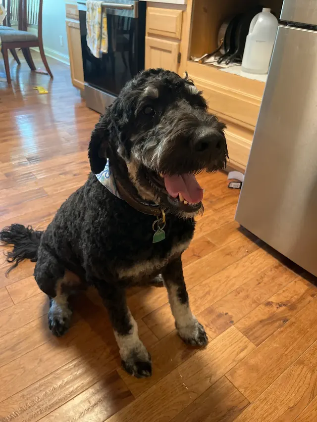 ADTC Grooming Salon — customer photo 1