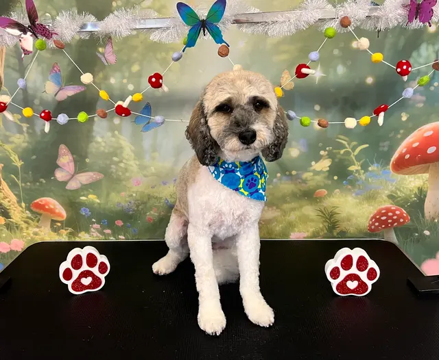 ADTC Grooming Salon — photo from the business 10