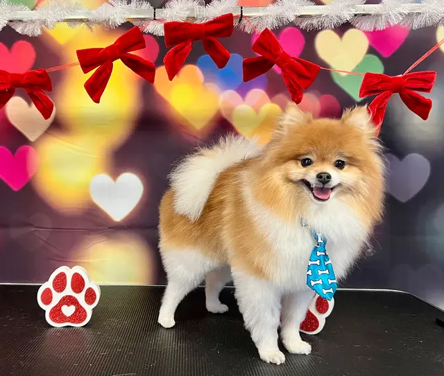 ADTC Grooming Salon — photo from the business 7
