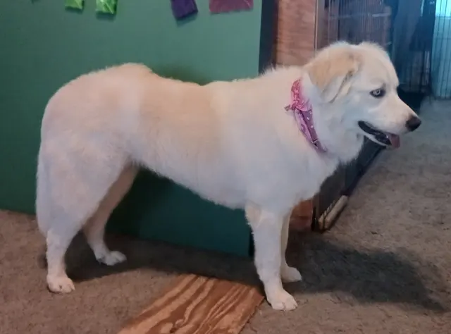 ADTC Grooming Salon — customer photo 4