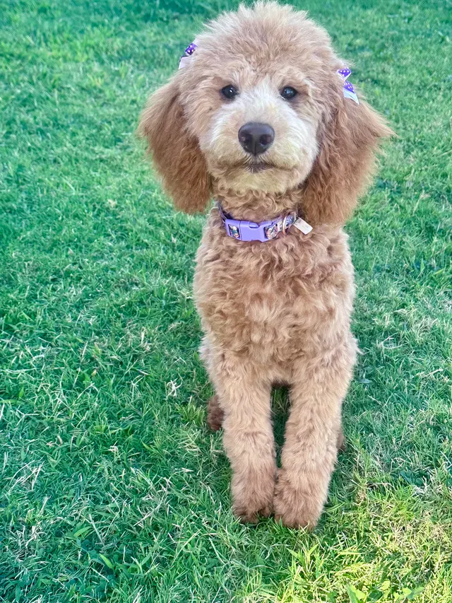 ADTC Grooming Salon — customer photo 2