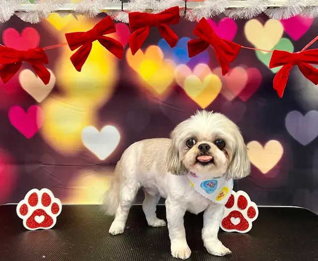 ADTC Grooming Salon — photo from the business 8