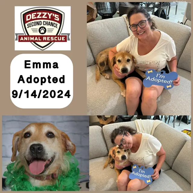 Dezzy's Second Chance Animal Rescue — photo from the business 6