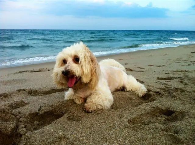 Dezzy's Second Chance Animal Rescue — customer photo 3