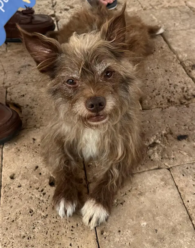 Dezzy's Second Chance Animal Rescue — customer photo 1