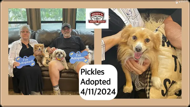 Dezzy's Second Chance Animal Rescue — photo from the business 8