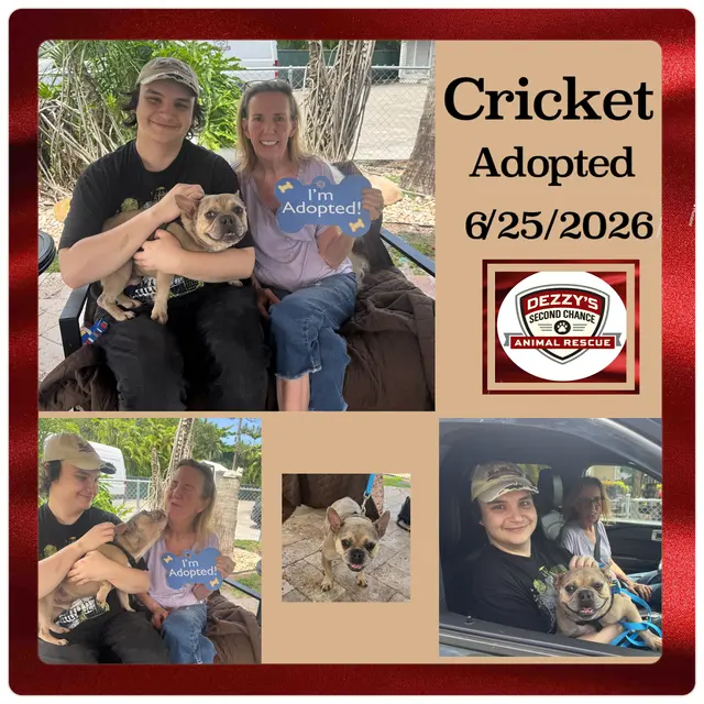 Dezzy's Second Chance Animal Rescue — photo from the business 5
