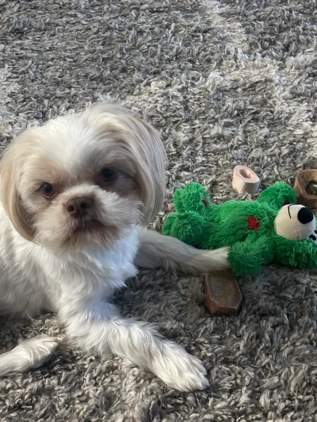 Dezzy's Second Chance Animal Rescue — customer photo 2