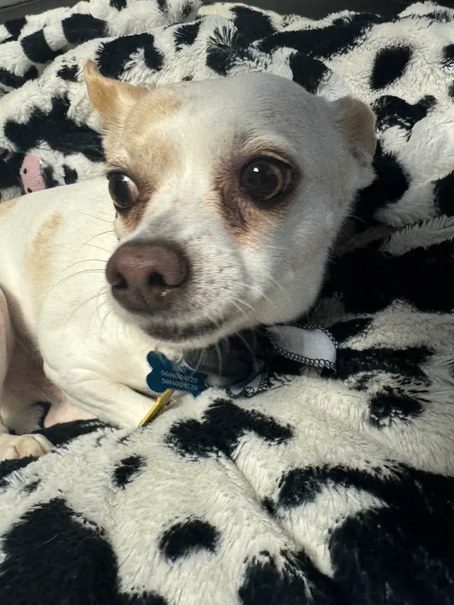 Dezzy's Second Chance Animal Rescue — customer photo 4