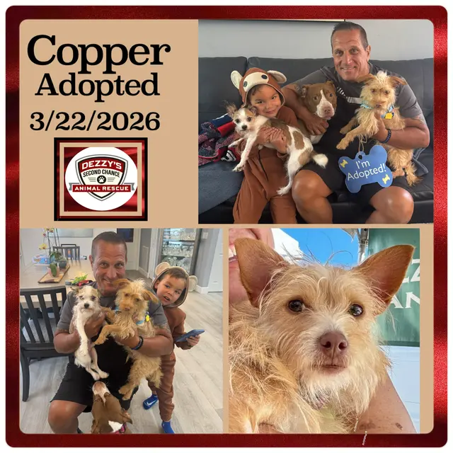 Dezzy's Second Chance Animal Rescue — photo from the business 10