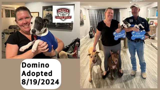 Dezzy's Second Chance Animal Rescue — photo from the business 9