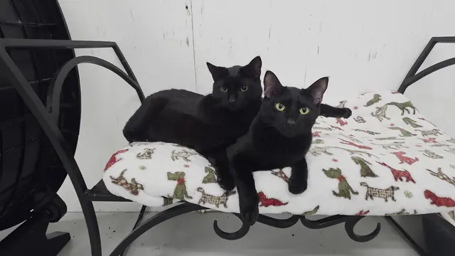 Adopt A Cat Foundation — customer photo 11