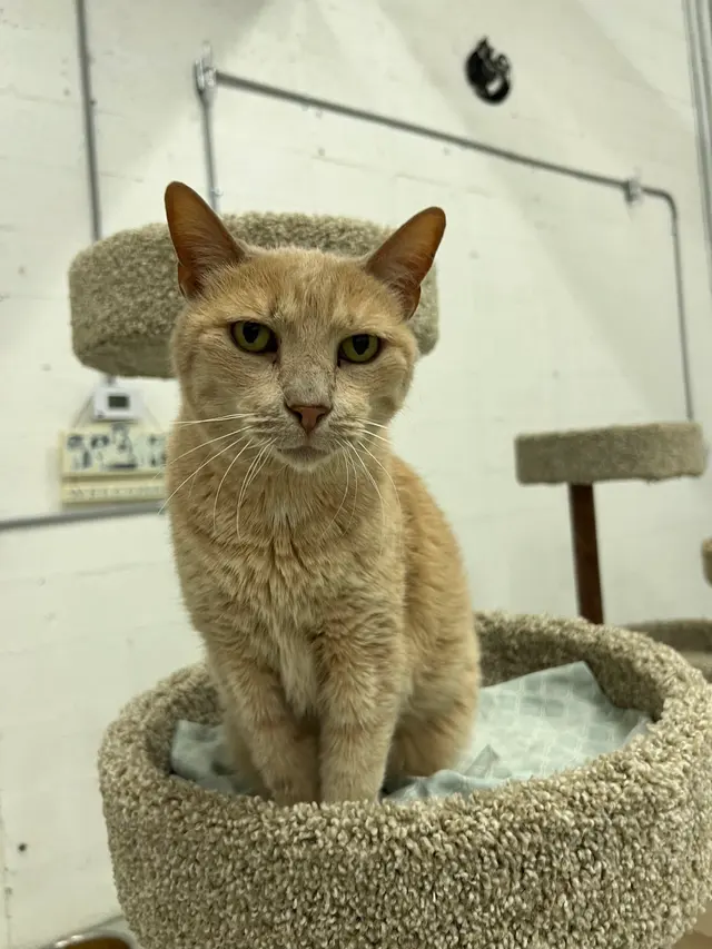 Adopt A Cat Foundation — customer photo 8
